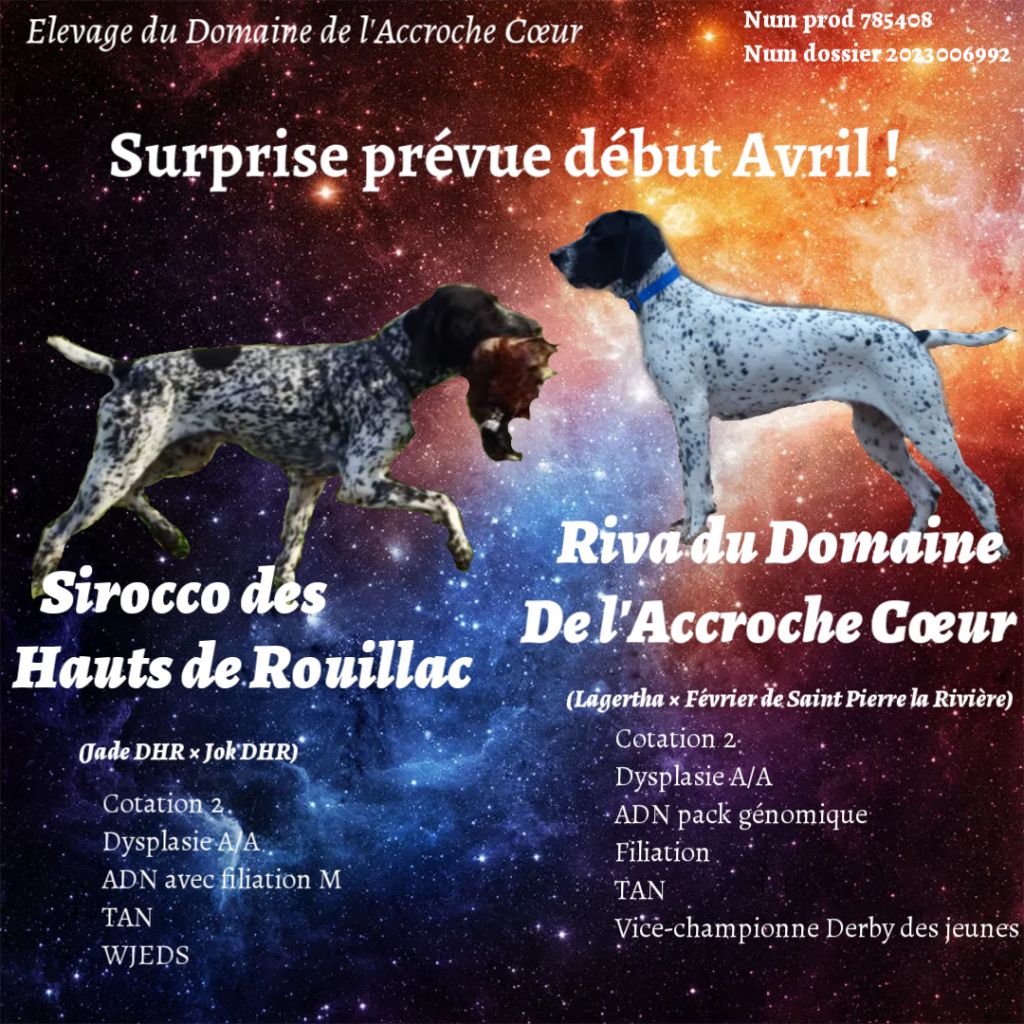Du Domaine De L'Accroche Coeur - Bientôt la surprise !
