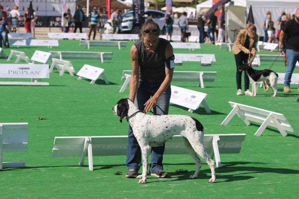 Game Fair Lamotte Beuvron spécial de race