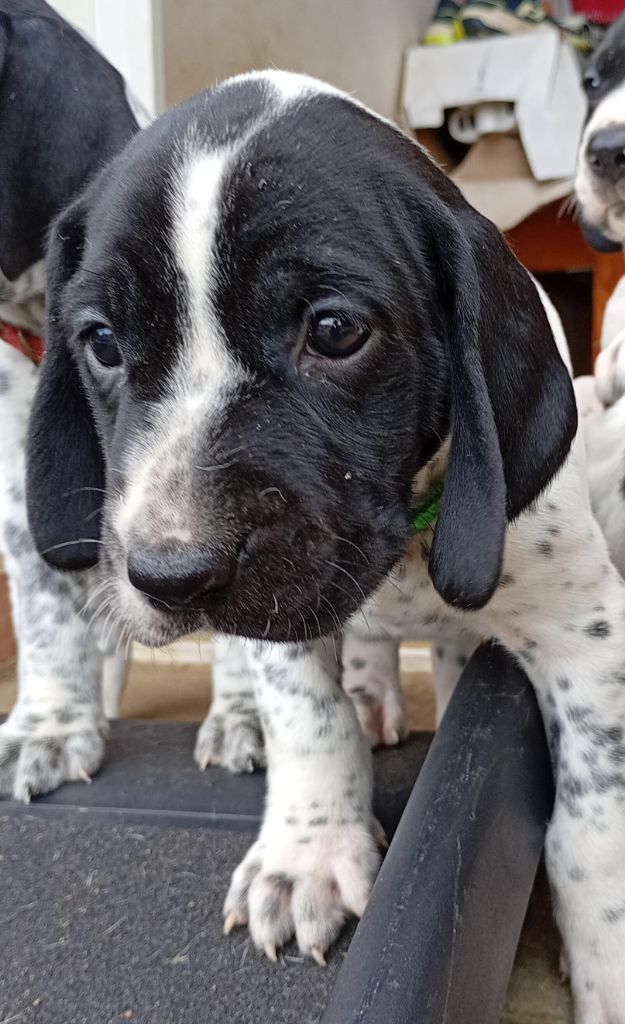 Du Domaine De L'Accroche Coeur - Chiots disponibles - Braque d'Auvergne
