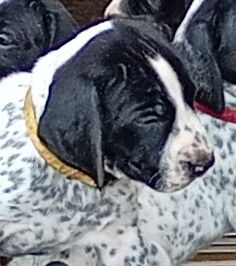Du Domaine De L'Accroche Coeur - Chiots disponibles - Braque d'Auvergne