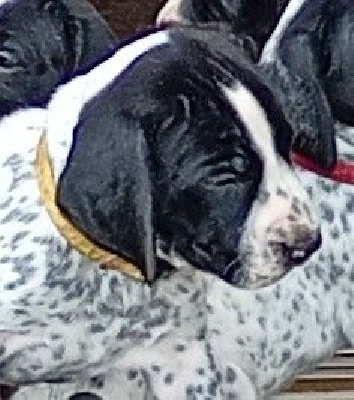 A collier jaune 