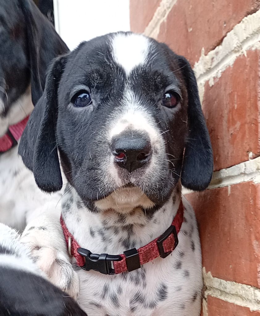 Du Domaine De L'Accroche Coeur - Chiots disponibles - Braque d'Auvergne