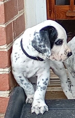 Du Domaine De L'Accroche Coeur - Chiots disponibles - Braque d'Auvergne